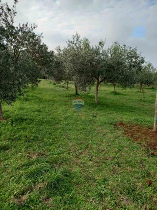 Juršići, Svetvinčenat, 2.449m2