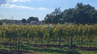 Stavbno zemljišče Baldaši, Vižinada, 1.125m2