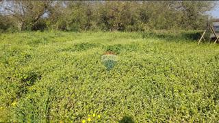 Stavbno zemljišče Fiorini, Brtonigla, 520m2