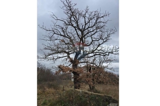 Zemljišče Donji Kašić, Benkovac, 5.986m2