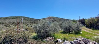 Uređeni Maslinik 17345 m2, Rogoznica