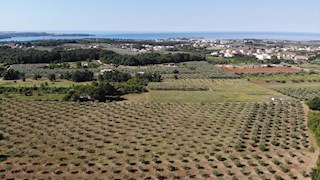 Nepremičnine Istra, prodaja oljčni nasad, Novigrad