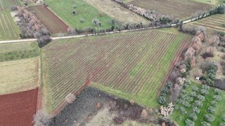 Istrski vinograd z značajem – 16.860 m² vrhunske zemlje pri Brtonigli