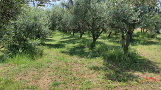 PULA- MONTE TURCO, OLJČNIK