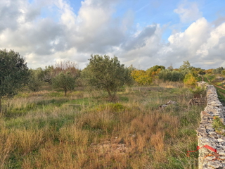 Vodnjan - Šalvela,  maslenik