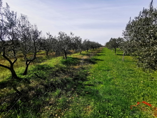 Vodnjan, kmetijsko zemljišče - oljčnik