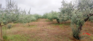 Oljčni nasad v Pomeru