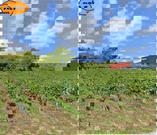 Zemljišče (877 m2) - Sveta Jana