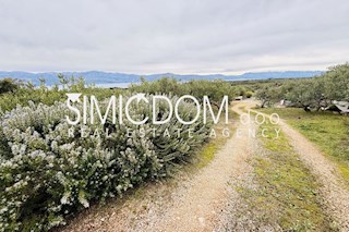 Prodaja, uređen maslinik na otoku Braču