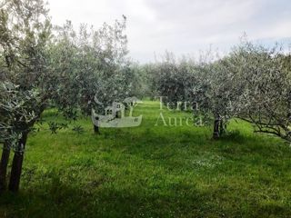 Kmetijsko zemljišče Milohnići, Krk, 9700m2