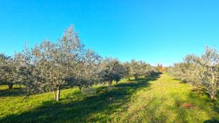 Tar - oljčnik površine 7628 m² s 175 posajenimi oljkami