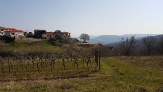 Naprodaj je zazidljivo zemljišče velikosti 612 m² s čudovitim pogledom na Motovun