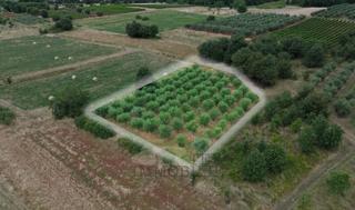 Kaštelir – oljčnik v izmeri 3.276 m² s 80 zasajenimi oljkami