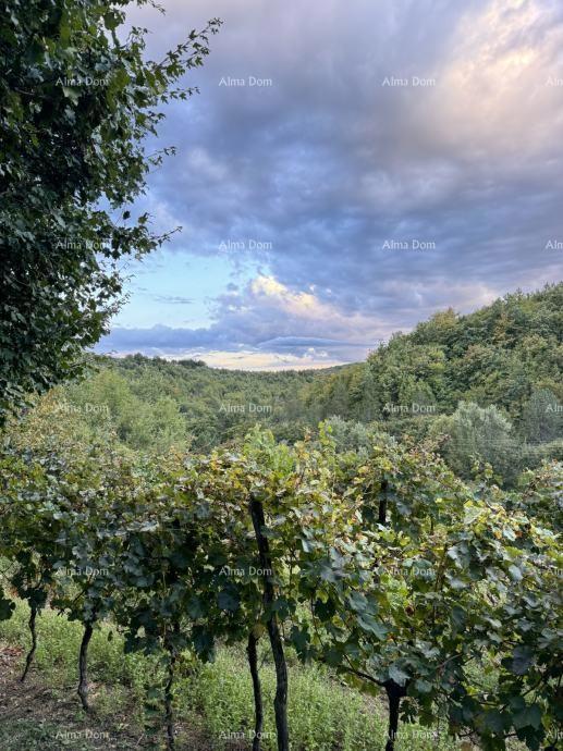 Na prodajo je čudovita nepremičnina, obdana z gozdovi in vinogradi, s pogledom na Gračišće in Učko!