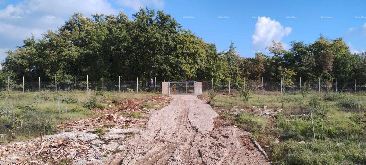 Prodamo veliko gradbeno zemljišče s projektom za gradnjo vile, Svetvinčenat