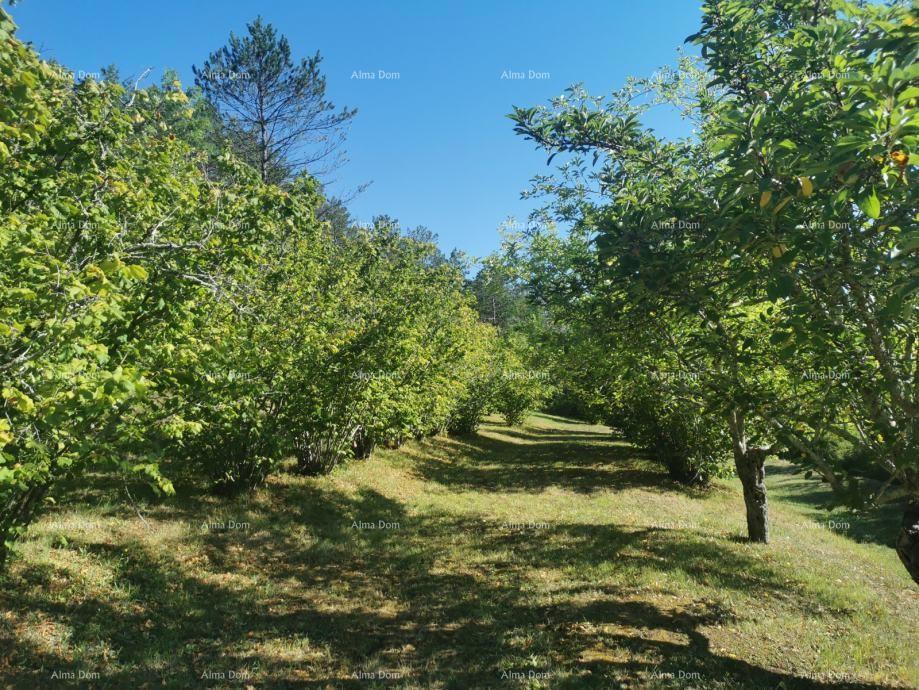 NAPRODAJ: Prenovljena hiša z bazenom in prostorno parcelo 3865 m² pri Buzetu!