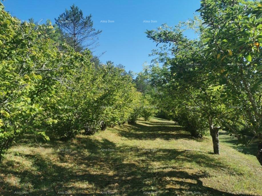 NAPRODAJ: Prenovljena hiša z bazenom in prostorno parcelo 3865 m² pri Buzetu!