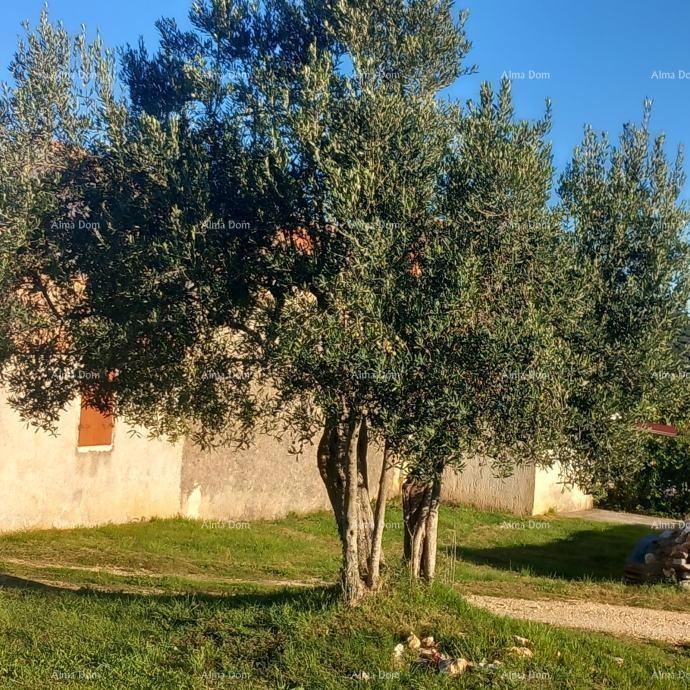 Kamena hiša z velikim zemljiščem in pomožnimi objekti blizu Rovinja