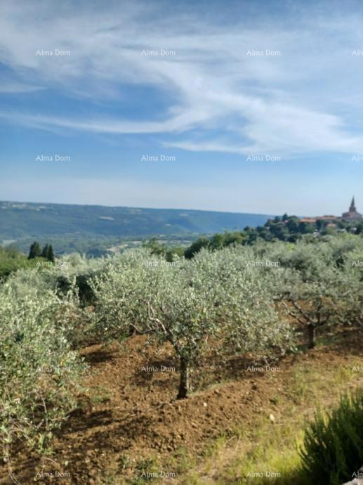 Građevinsko zemljište s maslinikom i panoramskim pogledom – Grožnjan