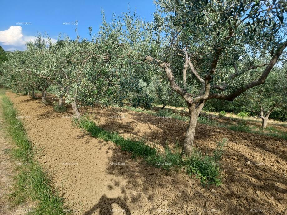 Građevinsko zemljište s maslinikom i panoramskim pogledom – Grožnjan