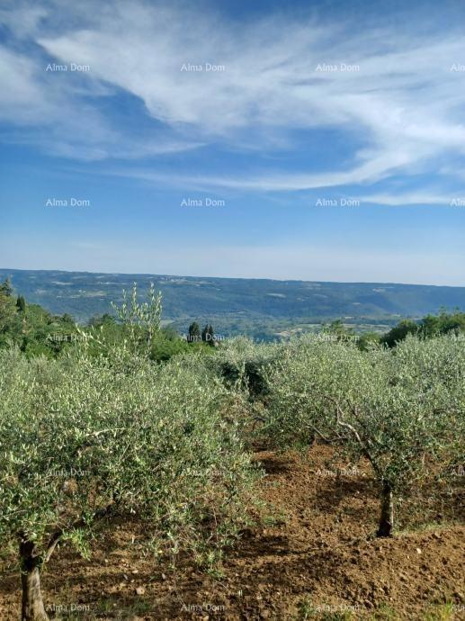 Građevinsko zemljište s maslinikom i panoramskim pogledom – Grožnjan