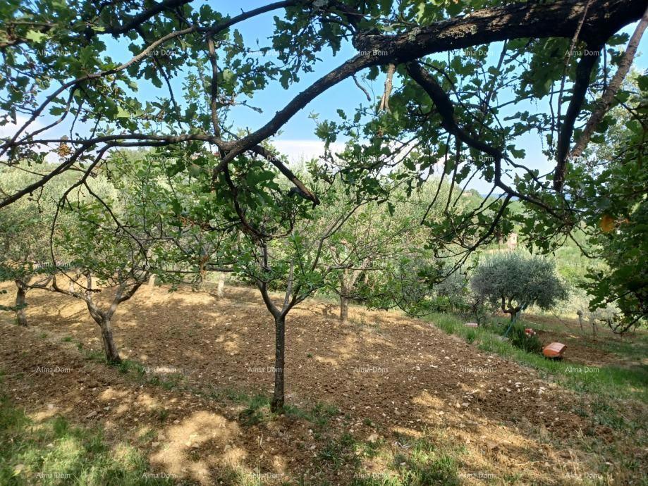 Građevinsko zemljište s maslinikom i panoramskim pogledom – Grožnjan