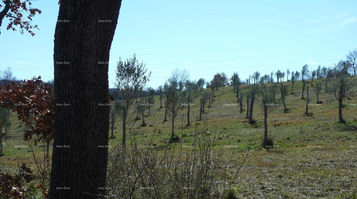 Momjan – prodaja gradbenega zemljišča na odlični lokaciji.