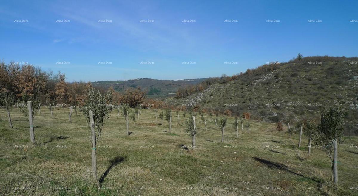 Momjan – prodaja gradbenega zemljišča na odlični lokaciji.