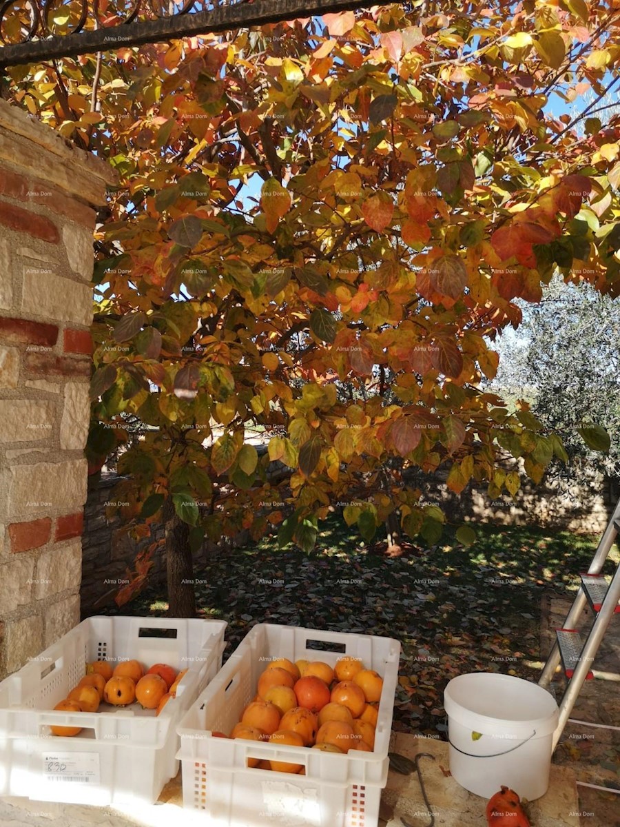 Lepa hiša z velikim bazenom