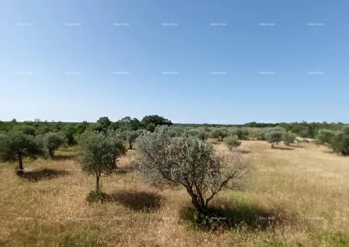 Kmetijsko zemljišče Vodnjan