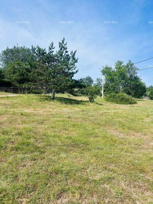 Buje – Samostoječa hiša z oljčnikom in gradbenim zemljiščem