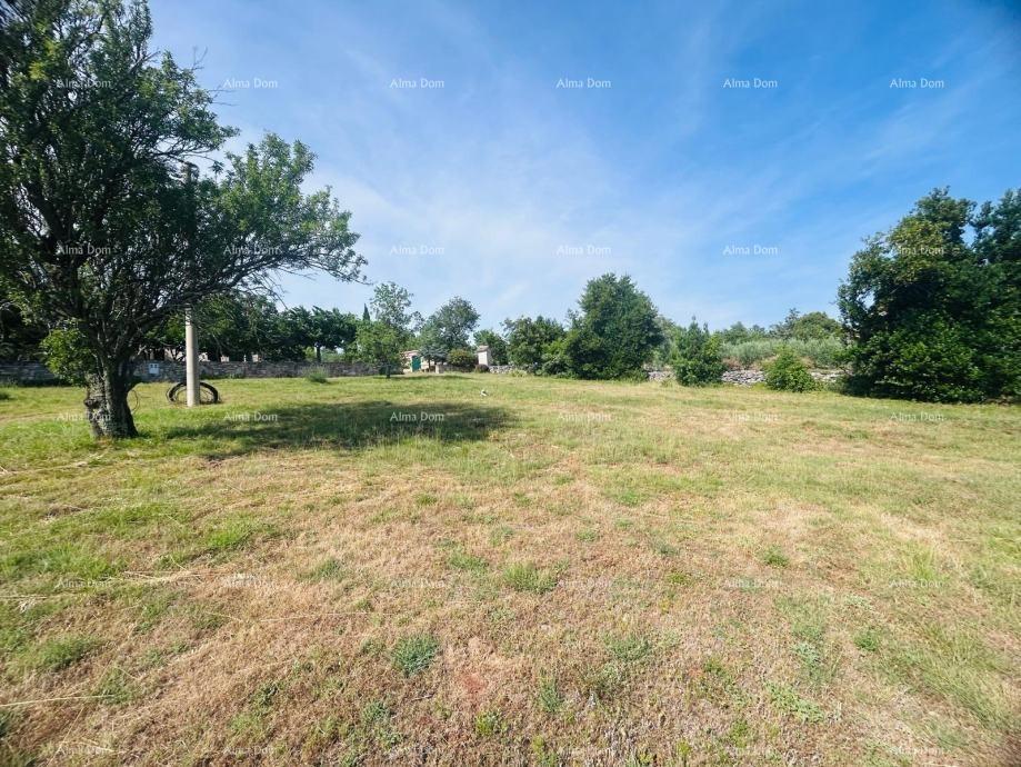 Buje – Samostoječa hiša z oljčnikom in gradbenim zemljiščem