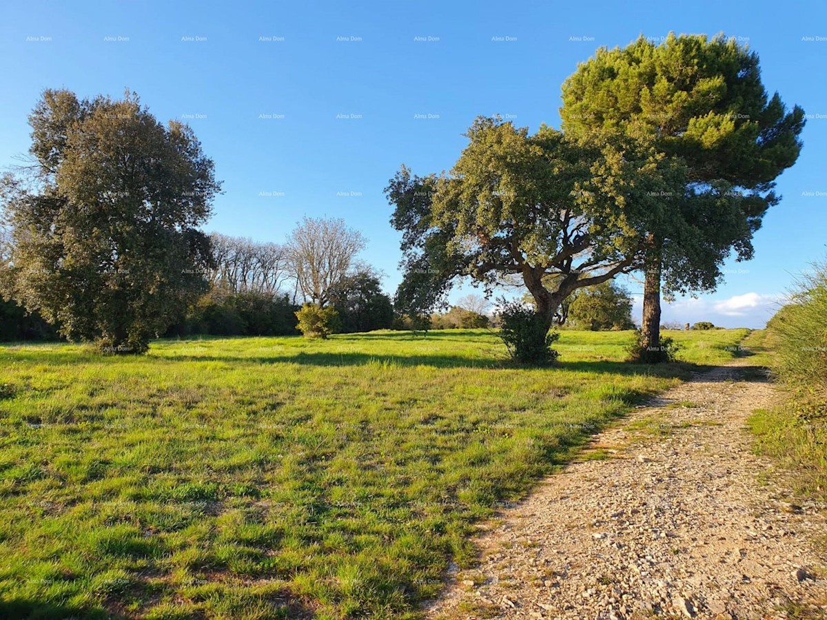 Prodaja kmetijskega zemljišča, Pula, Montešerpo