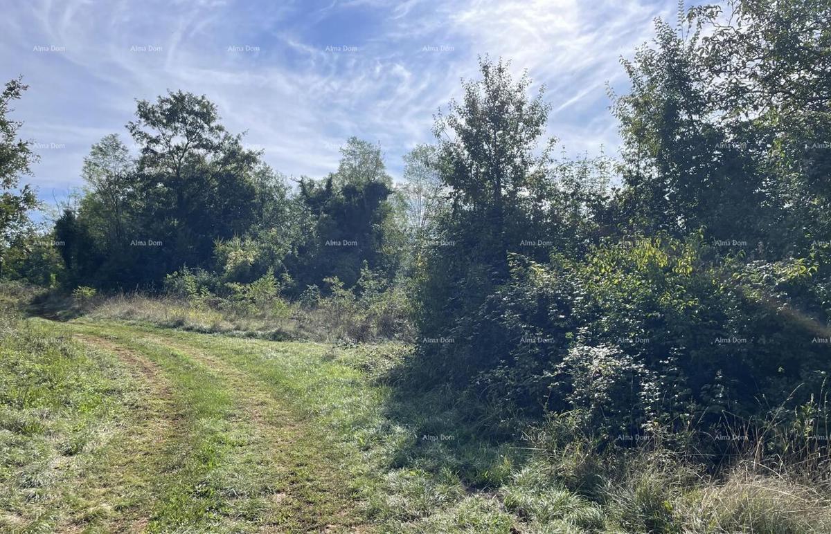 Prodaja - kamena istrska kuća za renovaciju s velikim zemljištem, Oprtalj!