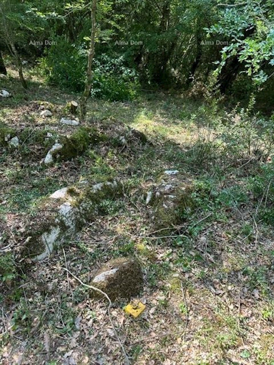 Prodamo kmetijsko zemljišče (gozd), 7 km od Poreča