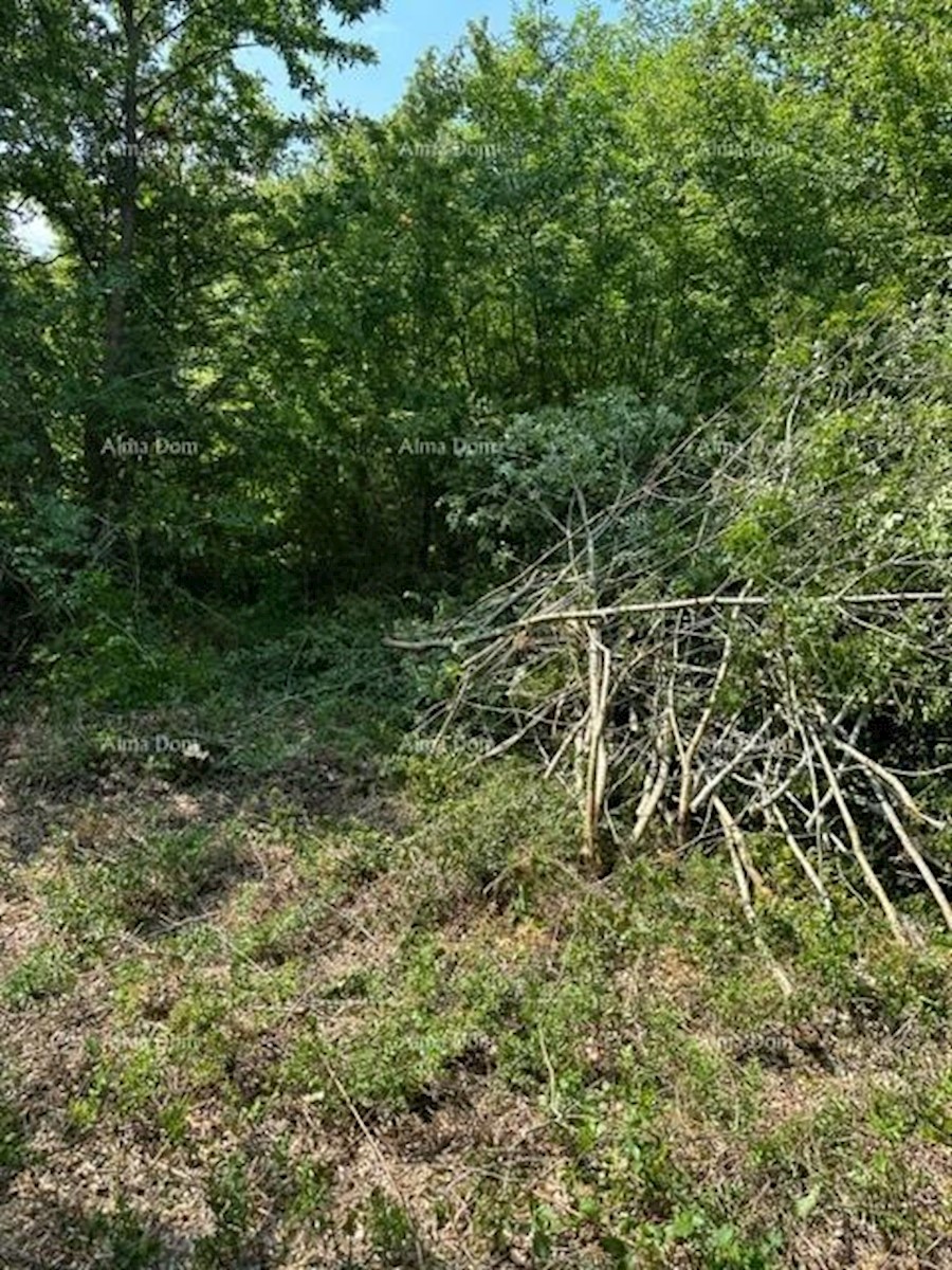 Prodamo kmetijsko zemljišče (gozd), 7 km od Poreča