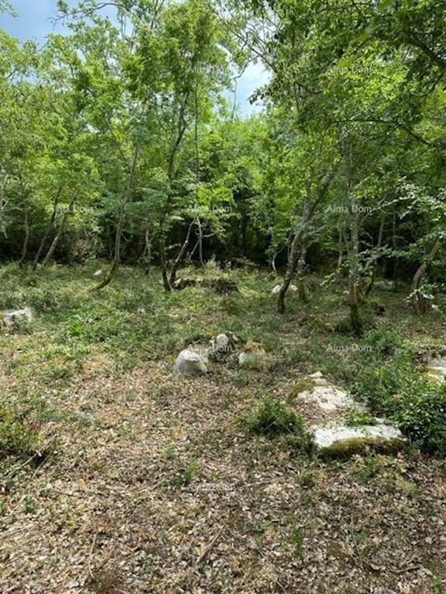 Prodamo kmetijsko zemljišče (gozd), 7 km od Poreča