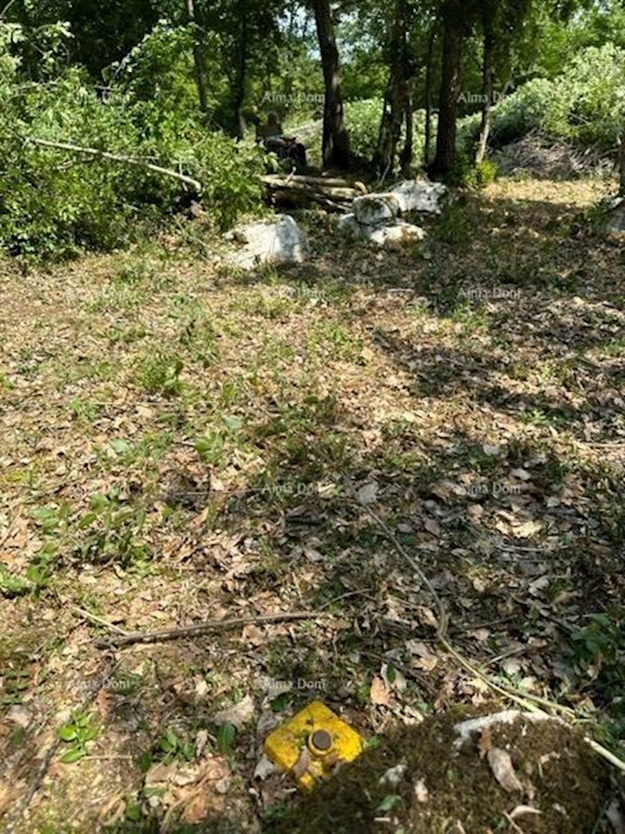 Prodamo kmetijsko zemljišče (gozd), 7 km od Poreča