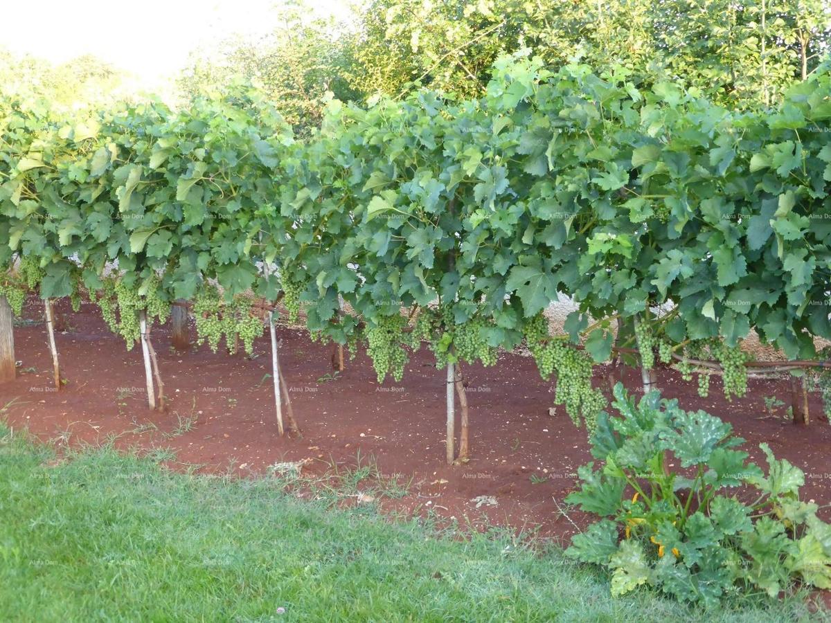 Prodaje se vila, Marčana.