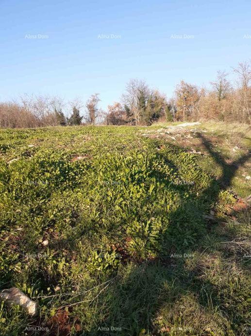 Prodaja zemljišta v Brtonigli (Istra) – gradbeno in kmetijsko, skupna površina 5.000 m²