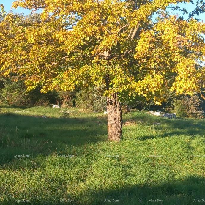Odlična priložnost - posest s kamnito hišo, velikim zemljiščem in pomožnimi objekti - blizu Rovinja!