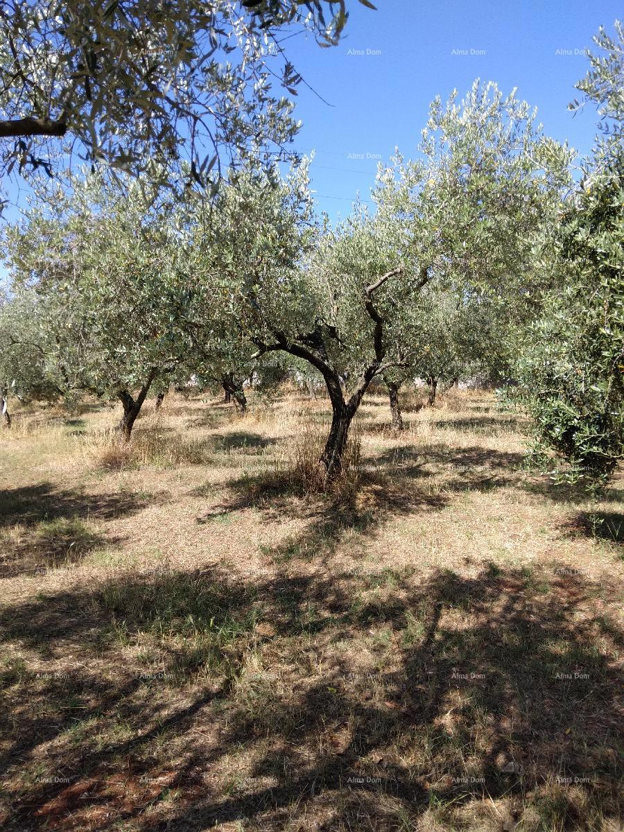 Gradbeno zemljišče Pula