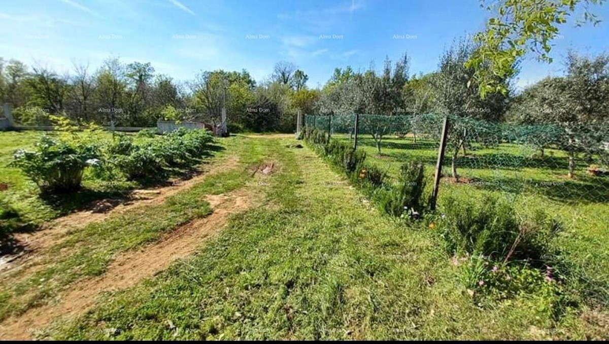 Galižana, kmetijska parcela.