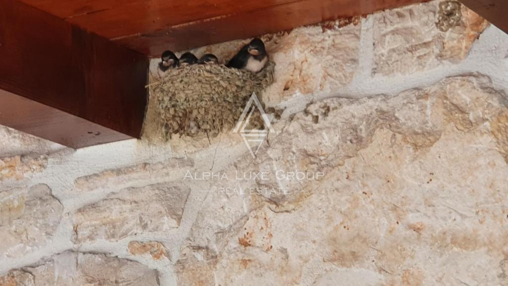 Istra, Buje: Apartmajska hiša z bazenom naprodaj