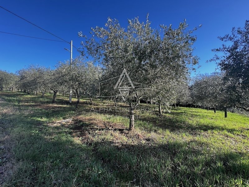 Istra, Tar, Kmetijsko zemljišče z oljčnim nasadom na prodaj