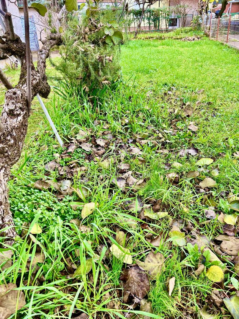 Istra, Umag: Stanovanje dvorišče garaža blizu morja