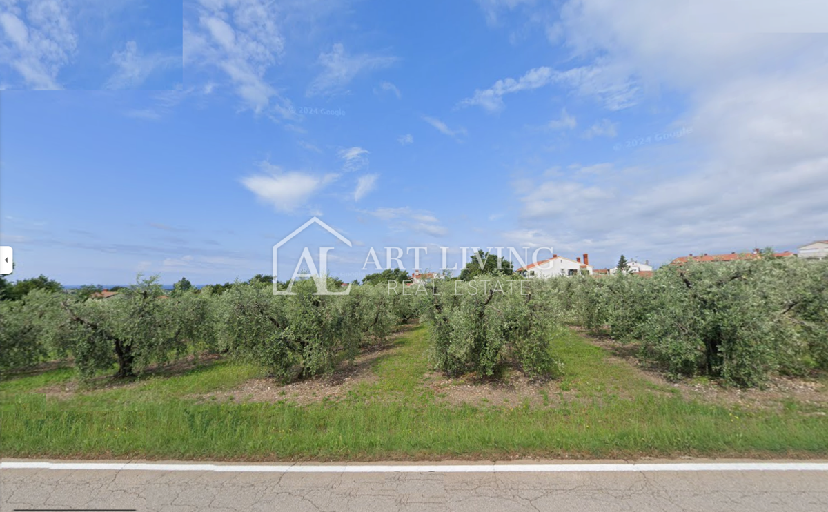 Istra, Tar - Prostorno atraktivno gradbeno zemljišče, 3500 m2, odlična lokacija