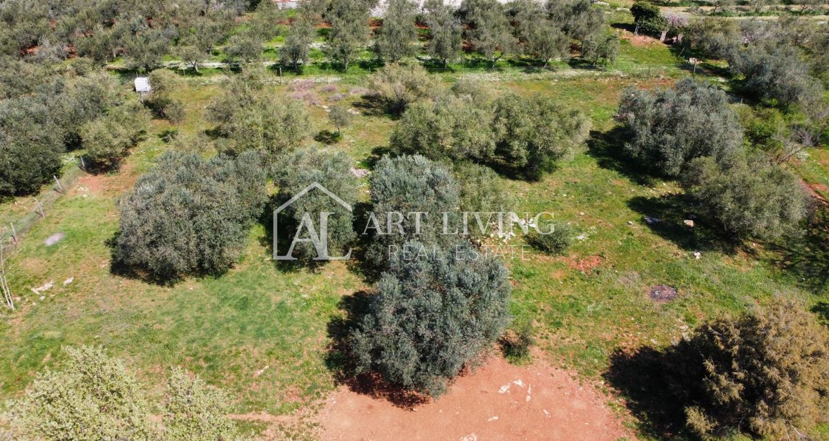 Buje - Kaštel - gradbeno zemljišče 1250 m2, PRILOŽNOST