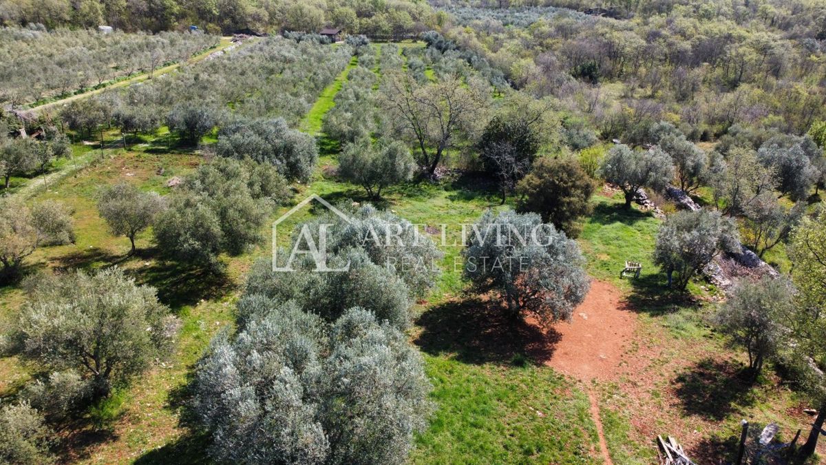 Buje - Kaštel - gradbeno zemljišče 1250 m2, PRILOŽNOST