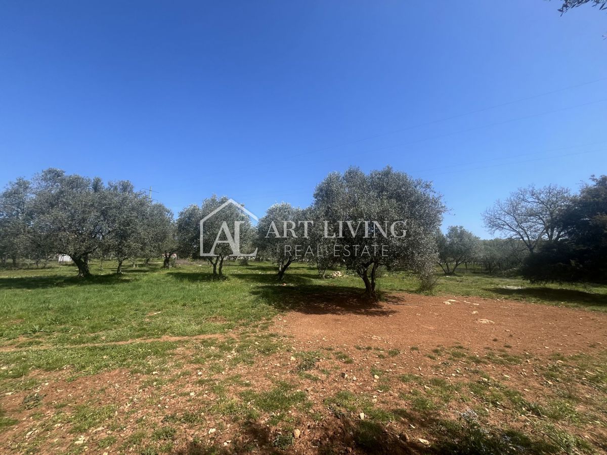 Buje - Kaštel - gradbeno zemljišče 1250 m2, PRILOŽNOST